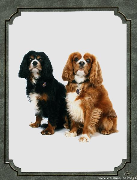 Shandy & Casey 1.jpg